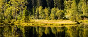 Preview wallpaper forest, trees, shore, river, reflection
