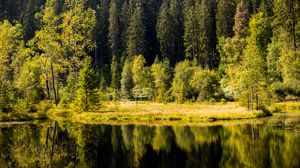 Preview wallpaper forest, trees, shore, river, reflection
