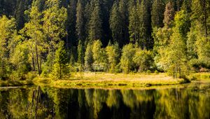 Preview wallpaper forest, trees, shore, river, reflection