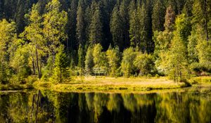 Preview wallpaper forest, trees, shore, river, reflection