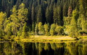 Preview wallpaper forest, trees, shore, river, reflection