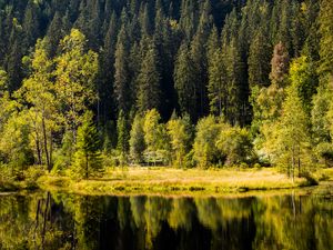 Preview wallpaper forest, trees, shore, river, reflection