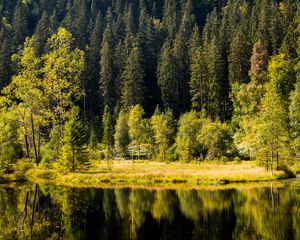 Preview wallpaper forest, trees, shore, river, reflection