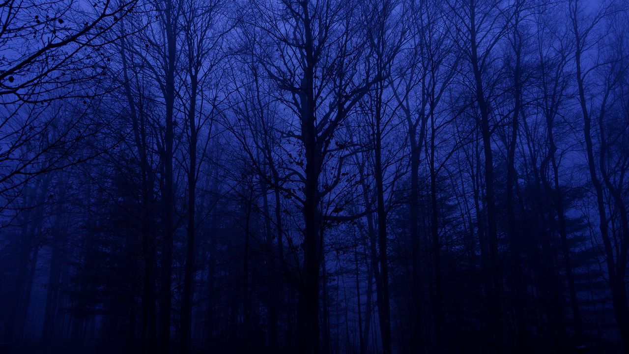 Wallpaper forest, trees, silhouettes, blue, dark