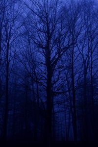 Preview wallpaper forest, trees, silhouettes, blue, dark