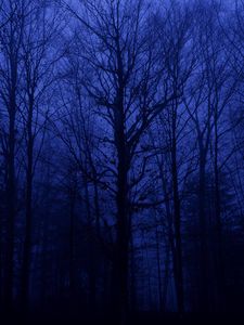 Preview wallpaper forest, trees, silhouettes, blue, dark