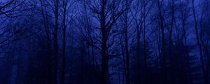 Preview wallpaper forest, trees, silhouettes, blue, dark