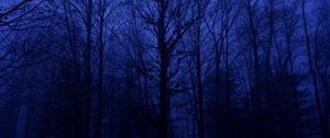 Preview wallpaper forest, trees, silhouettes, blue, dark