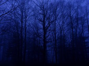 Preview wallpaper forest, trees, silhouettes, blue, dark