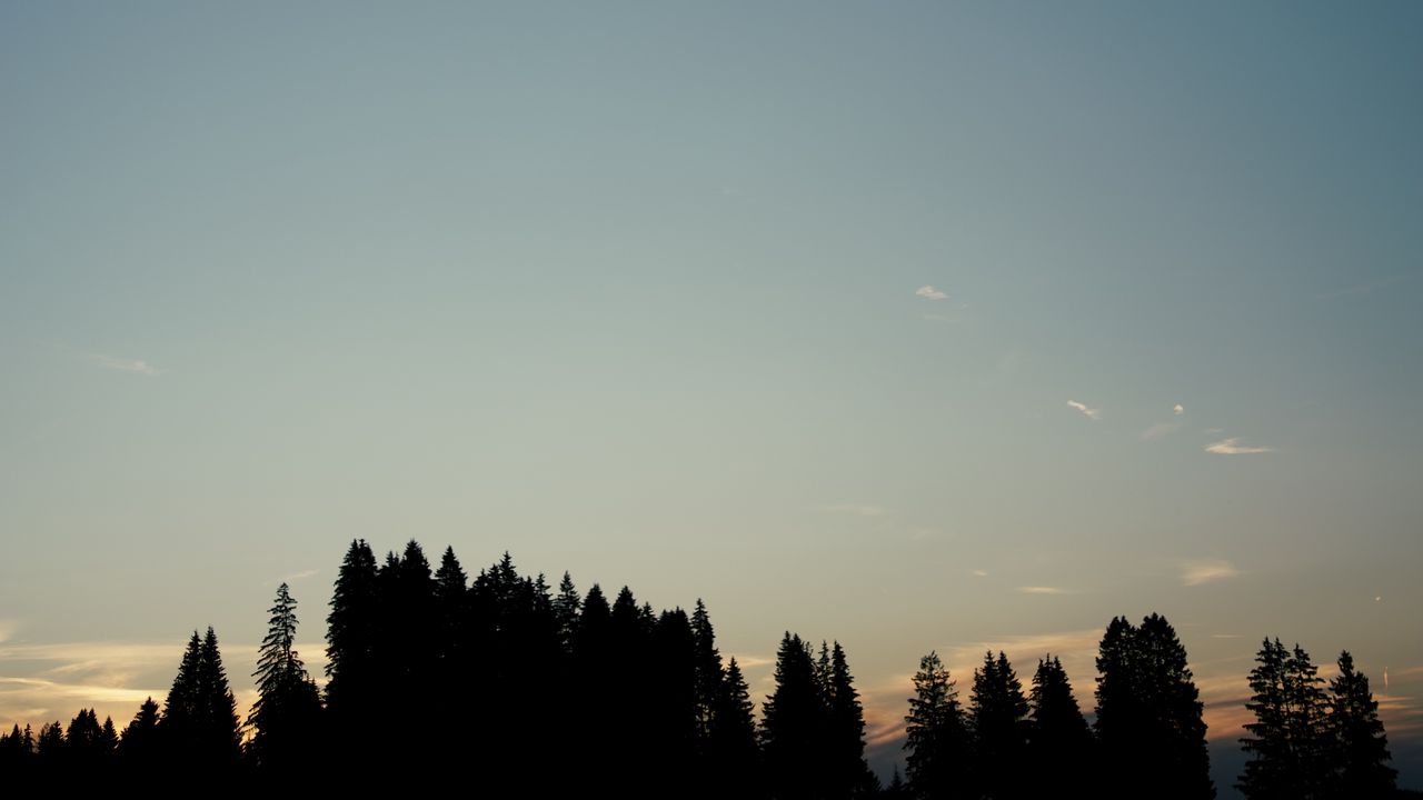 Wallpaper forest, trees, silhouettes, sky, evening