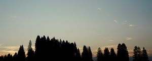 Preview wallpaper forest, trees, silhouettes, sky, evening