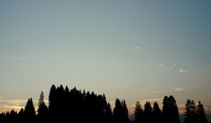 Preview wallpaper forest, trees, silhouettes, sky, evening