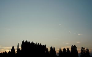 Preview wallpaper forest, trees, silhouettes, sky, evening