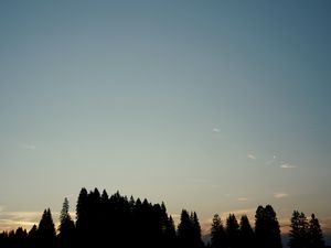 Preview wallpaper forest, trees, silhouettes, sky, evening