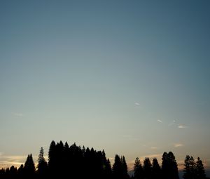 Preview wallpaper forest, trees, silhouettes, sky, evening