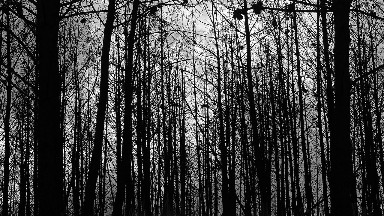 Wallpaper forest, trees, silhouettes, black and white, black