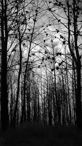 Preview wallpaper forest, trees, silhouettes, black and white, black