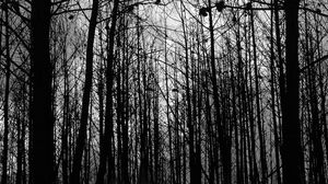 Preview wallpaper forest, trees, silhouettes, black and white, black