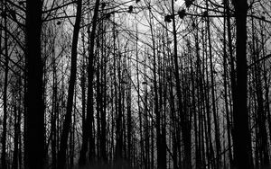 Preview wallpaper forest, trees, silhouettes, black and white, black