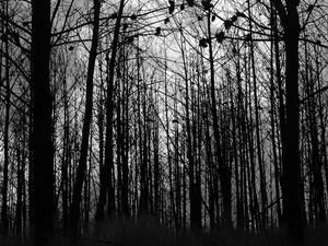 Preview wallpaper forest, trees, silhouettes, black and white, black