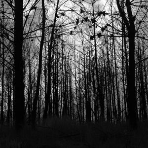 Preview wallpaper forest, trees, silhouettes, black and white, black