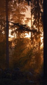 Preview wallpaper forest, trees, silhouettes, sunset, dark