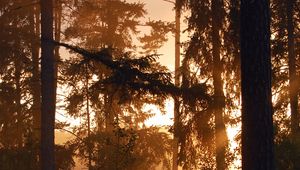 Preview wallpaper forest, trees, silhouettes, sunset, dark
