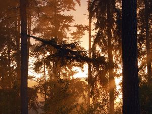Preview wallpaper forest, trees, silhouettes, sunset, dark