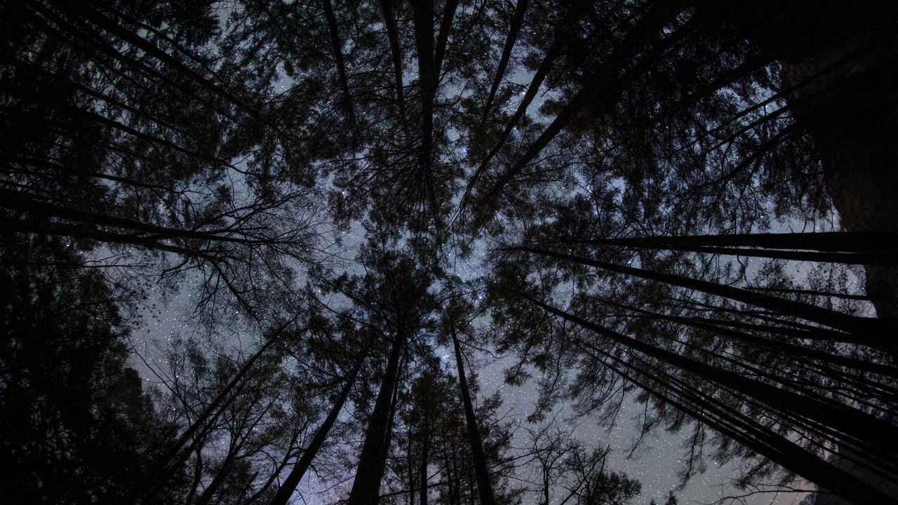 Wallpaper forest, trees, silhouettes, stars, night, dark, bottom view