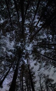 Preview wallpaper forest, trees, silhouettes, stars, night, dark, bottom view