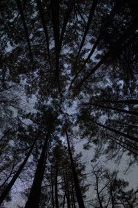 Preview wallpaper forest, trees, silhouettes, stars, night, dark, bottom view