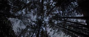 Preview wallpaper forest, trees, silhouettes, stars, night, dark, bottom view