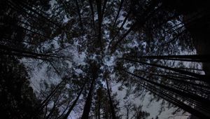 Preview wallpaper forest, trees, silhouettes, stars, night, dark, bottom view