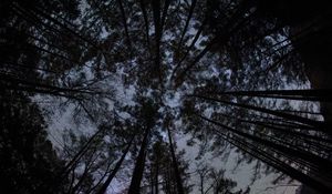 Preview wallpaper forest, trees, silhouettes, stars, night, dark, bottom view