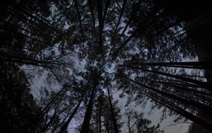 Preview wallpaper forest, trees, silhouettes, stars, night, dark, bottom view