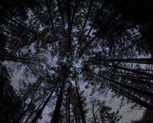 Preview wallpaper forest, trees, silhouettes, stars, night, dark, bottom view