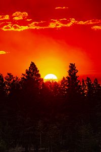 Preview wallpaper forest, trees, silhouettes, sun, sunset, dark