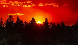 Preview wallpaper forest, trees, silhouettes, sun, sunset, dark