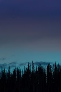 Preview wallpaper forest, trees, silhouettes, dark