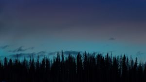 Preview wallpaper forest, trees, silhouettes, dark