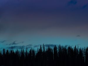 Preview wallpaper forest, trees, silhouettes, dark