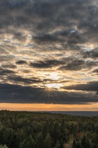 Preview wallpaper forest, trees, sky, clouds, landscape, nature