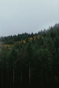 Preview wallpaper forest, trees, sky, autumn, fog