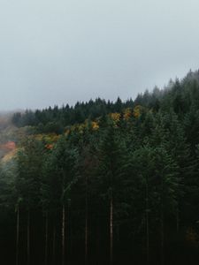 Preview wallpaper forest, trees, sky, autumn, fog