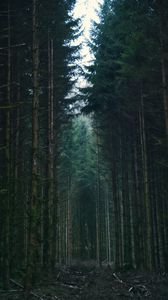Preview wallpaper forest, trees, sky, branches, nature