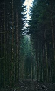 Preview wallpaper forest, trees, sky, branches, nature