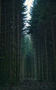 Preview wallpaper forest, trees, sky, branches, nature