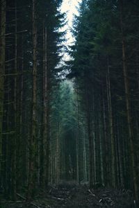Preview wallpaper forest, trees, sky, branches, nature
