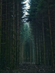 Preview wallpaper forest, trees, sky, branches, nature