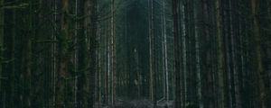 Preview wallpaper forest, trees, sky, branches, nature